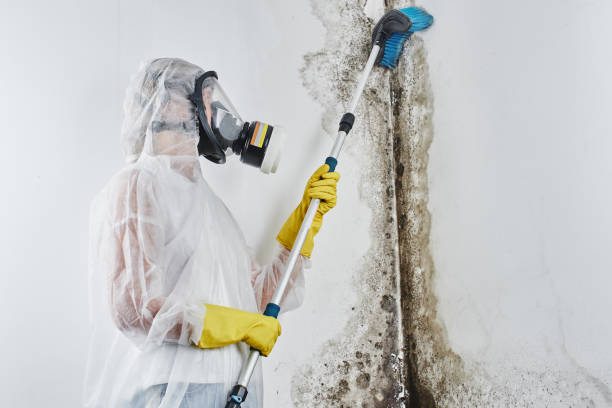 Best Black Mold Removal  in Holyoke, CO