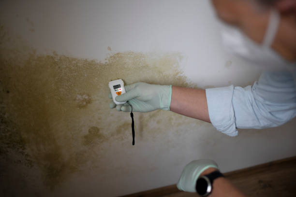 Best Professional Mold Removal  in Holyoke, CO