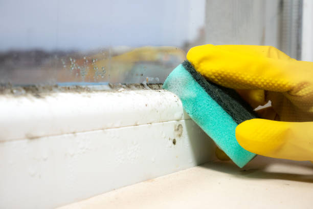Best Affordable Mold Removal  in Holyoke, CO