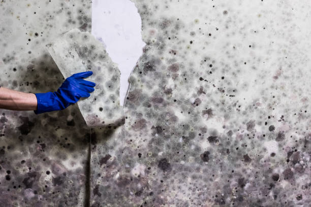 Trusted Holyoke, CO Mold Removal Experts