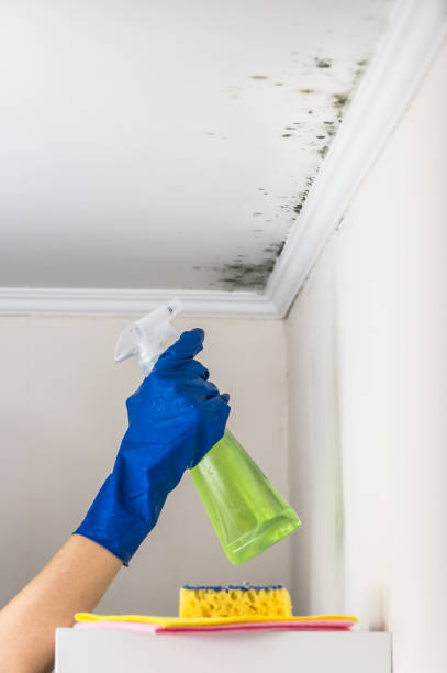 Best Local Mold Removal Service  in Holyoke, CO